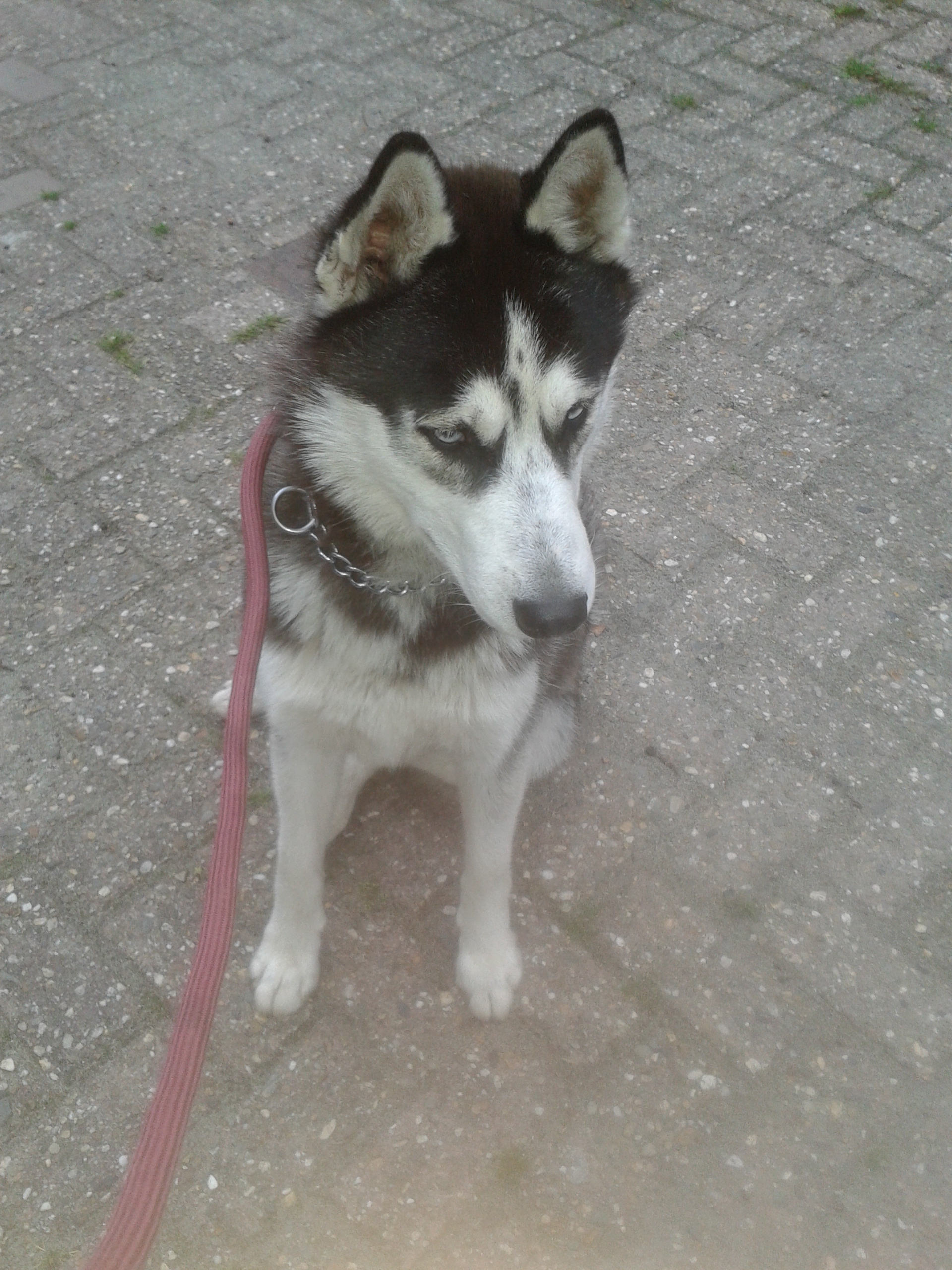 Rocco